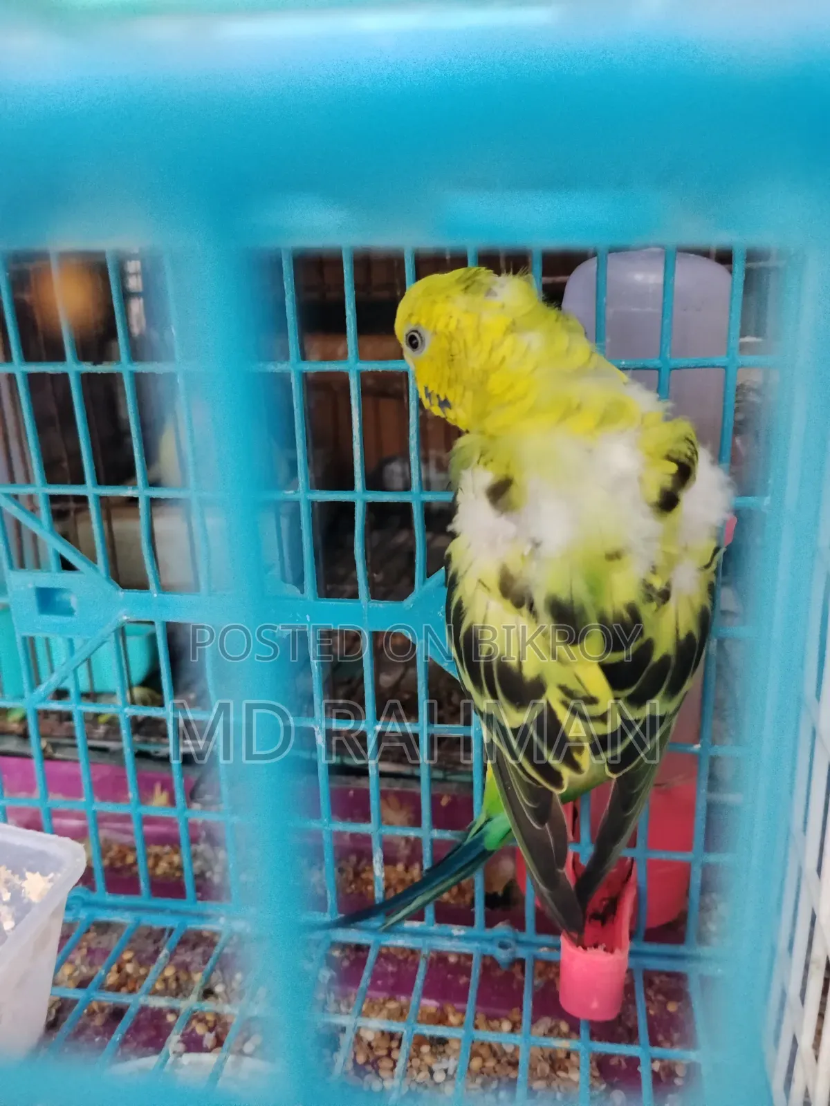 Adult Female Budgigar Bird
