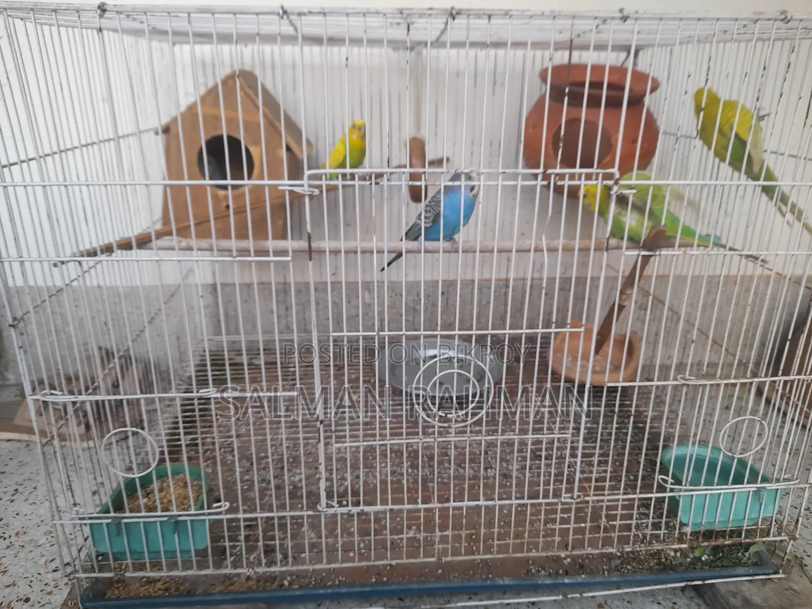 Bazigar Bird With Cage for Sale