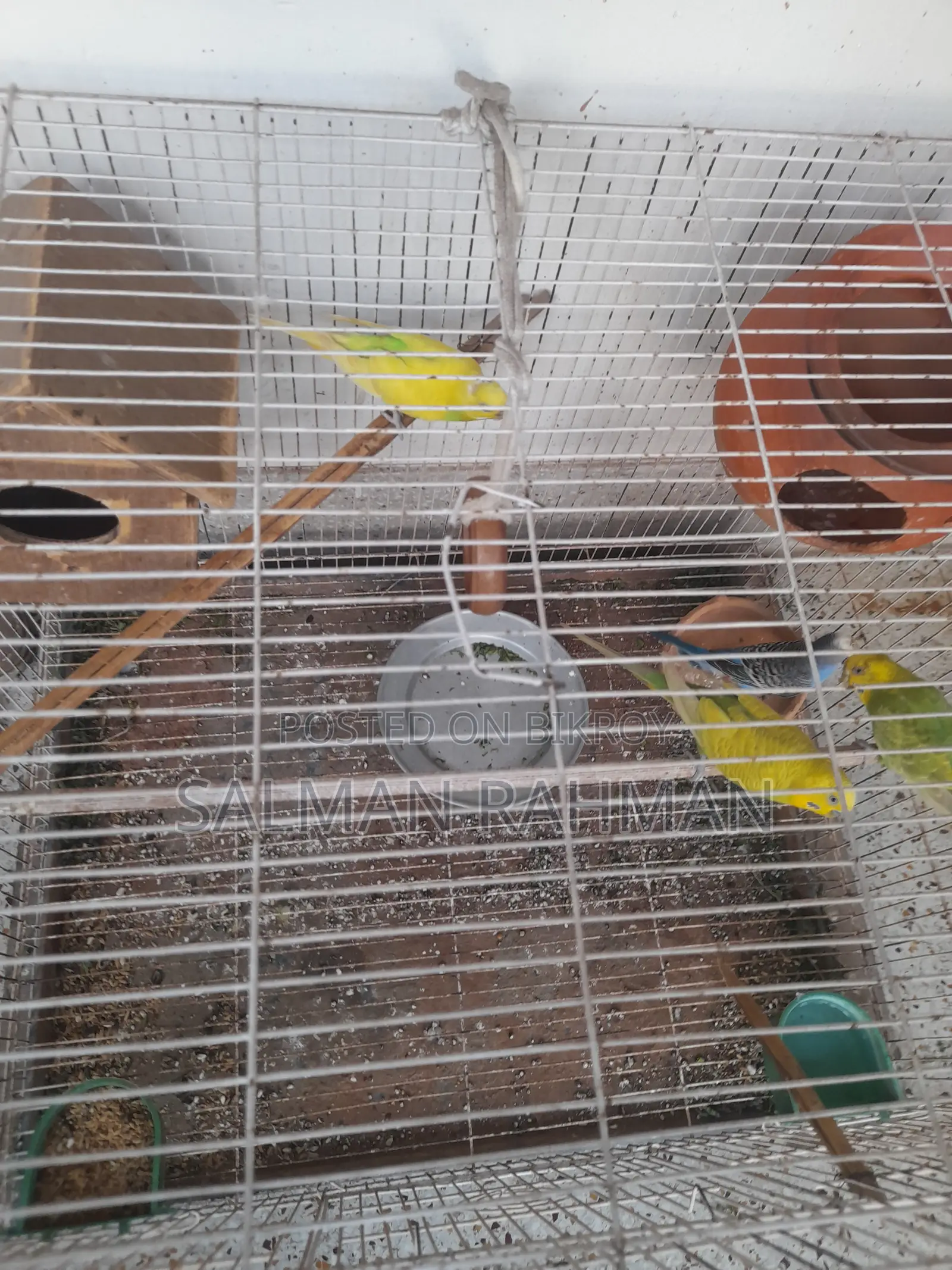 Bazigar Bird With Cage for Sale