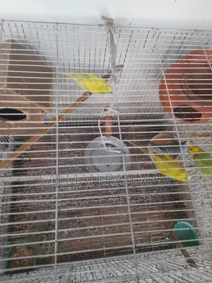 Bazigar Bird With Cage for Sale