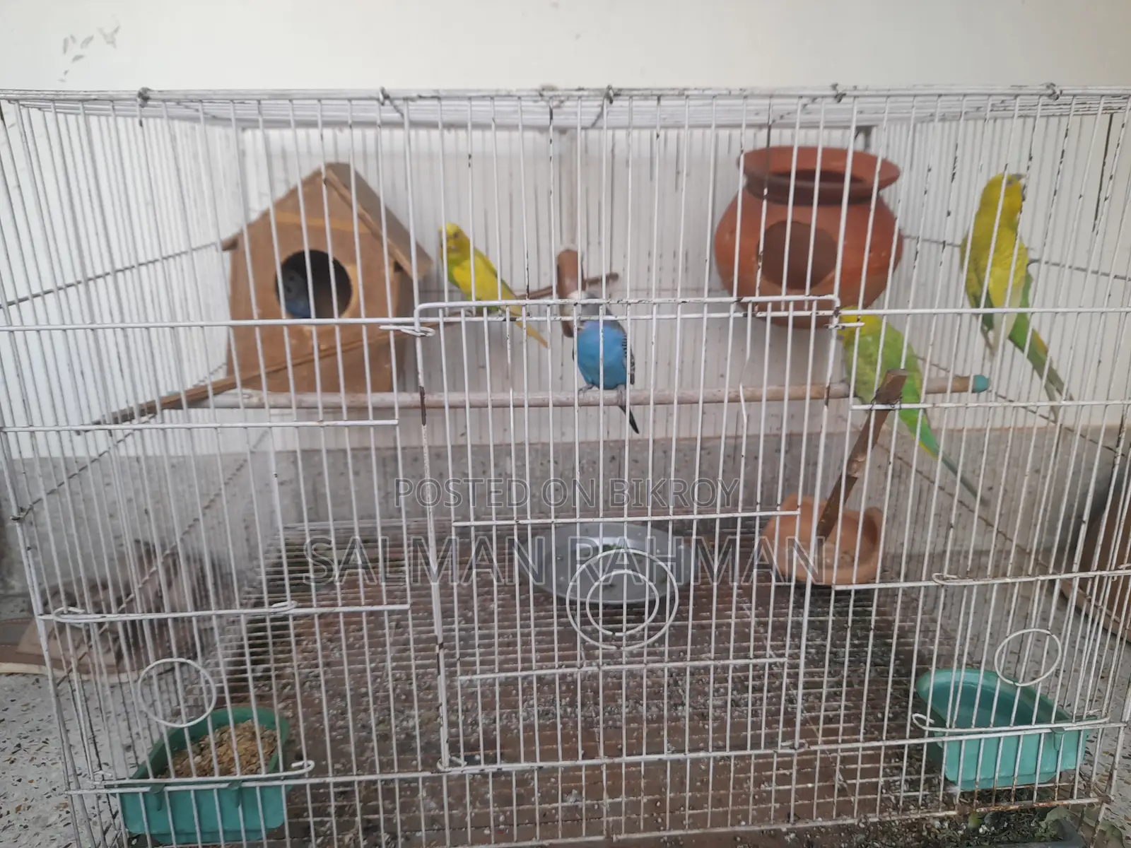 Bazigar Bird With Cage for Sale