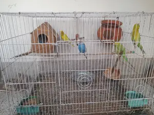 Bazigar Bird With Cage for Sale