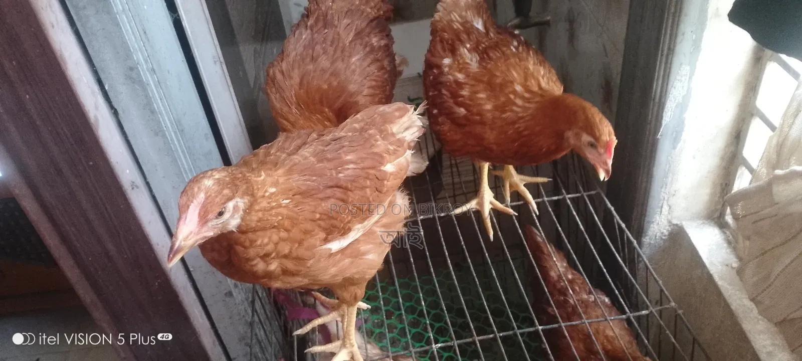 Home-raised vaccinated layer chickens