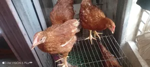 Home-raised vaccinated layer chickens