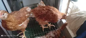Home-raised vaccinated layer chickens