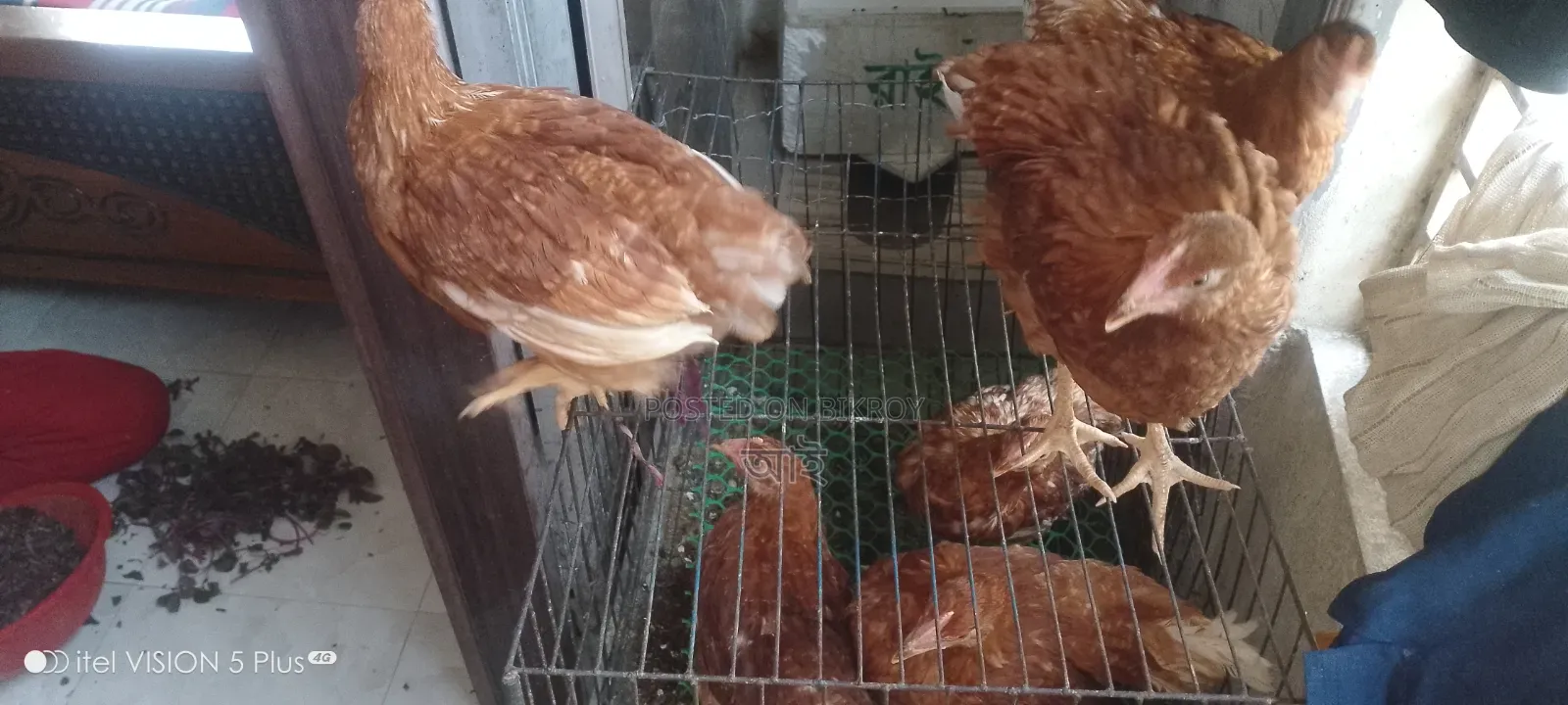 Home-raised vaccinated layer chickens