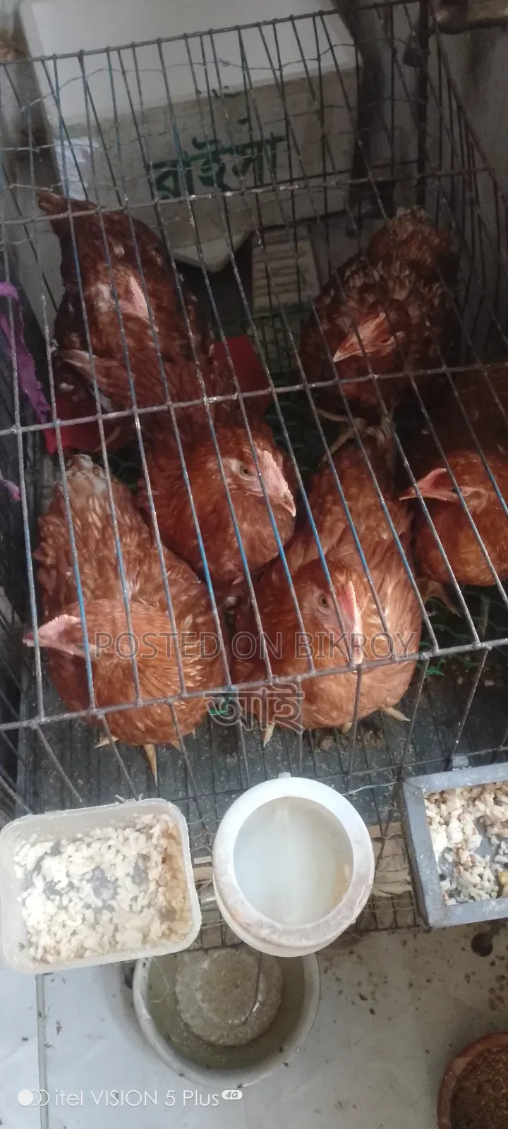 Home-raised vaccinated layer chickens