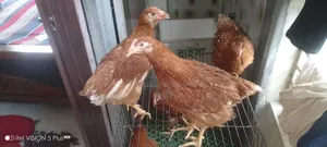 Home-raised vaccinated layer chickens