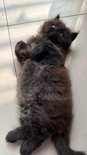 ০-১ মাস বয়সী পুরুষ খাঁটি পার্সিয়ান