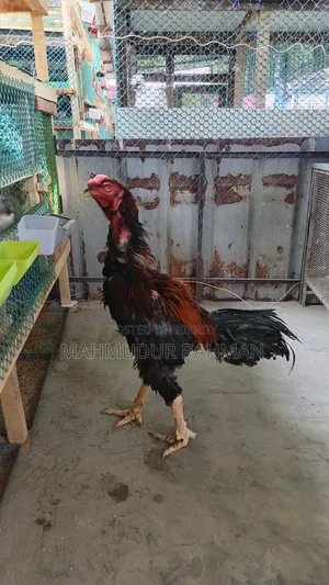 Original Sarali Roosters