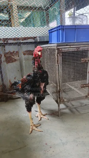 Original Sarali Roosters