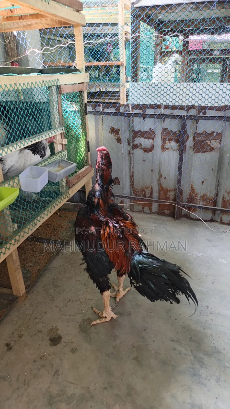 Original Sarali Roosters