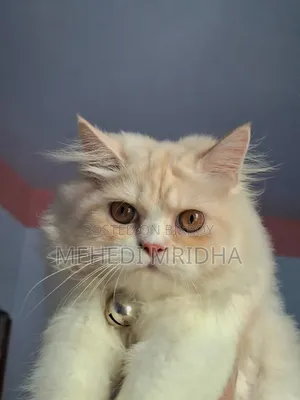 6-12 Months Male Purebred Persian