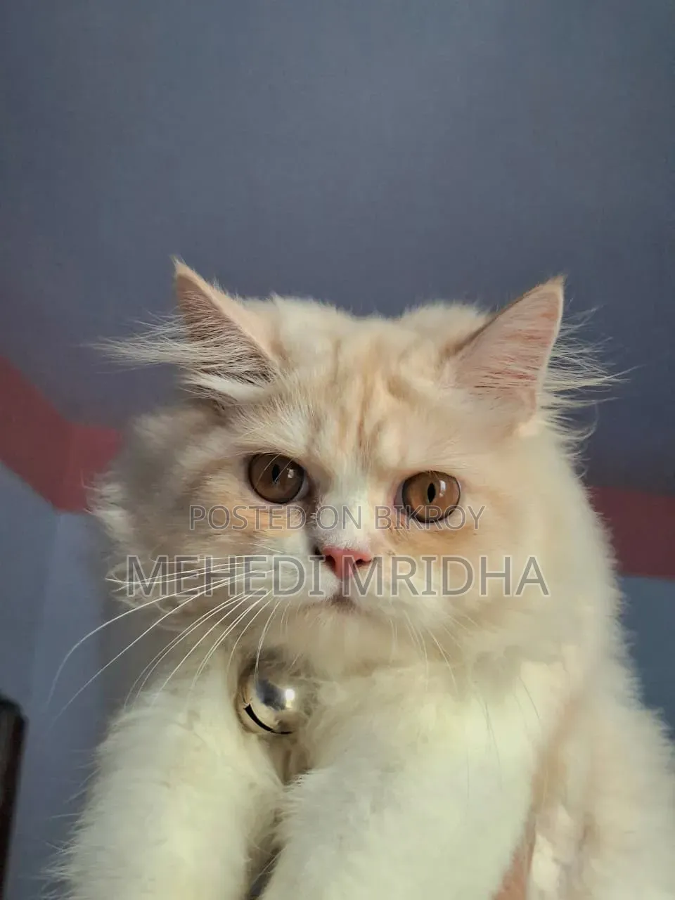 6-12 Months Male Purebred Persian