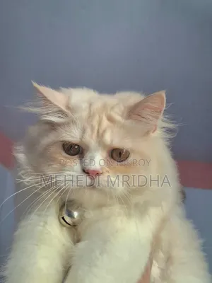 6-12 Months Male Purebred Persian