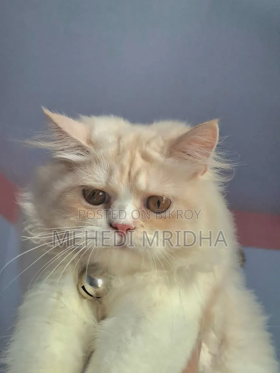 6-12 Months Male Purebred Persian