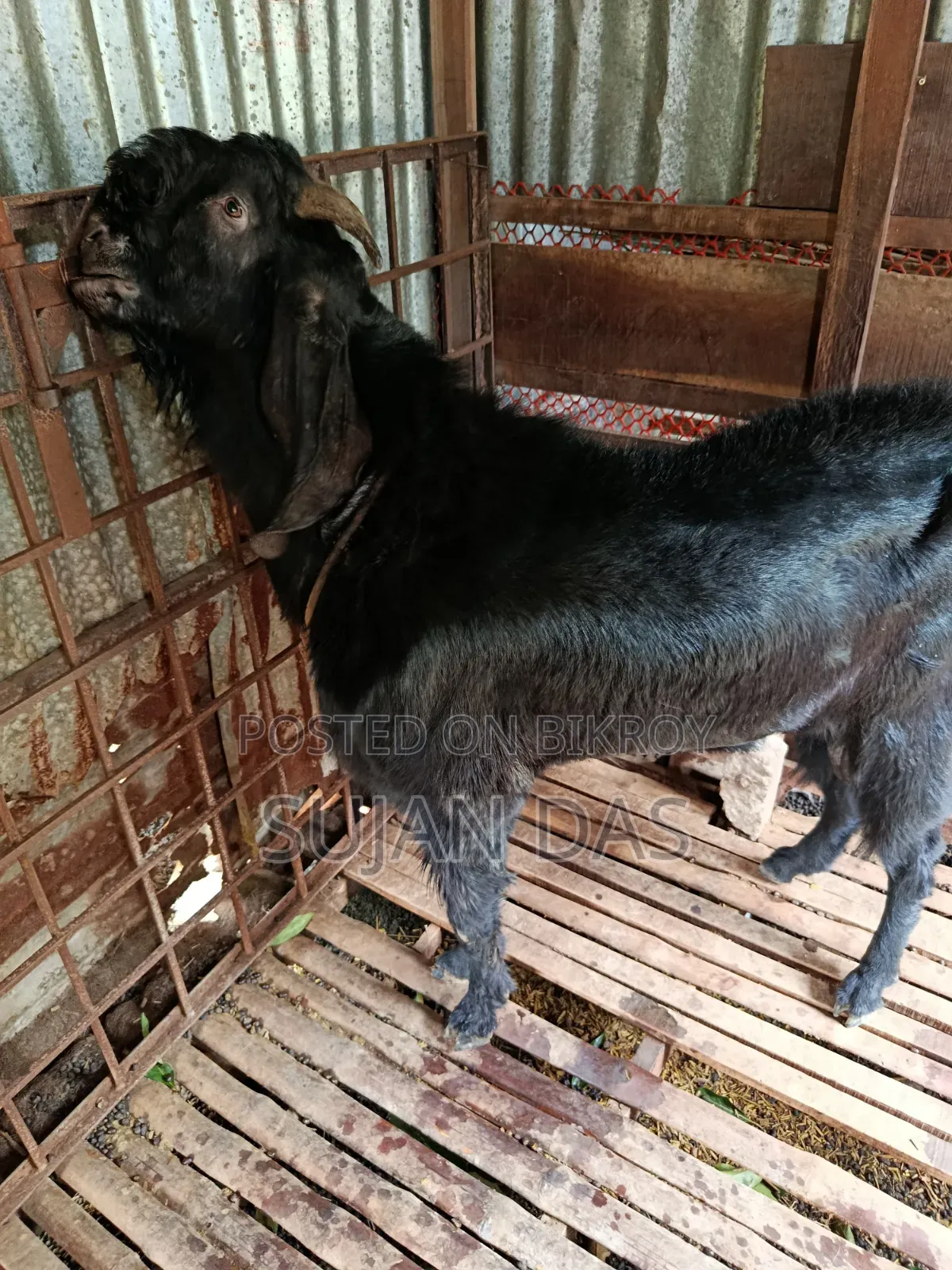 Totapuri Buck Sale