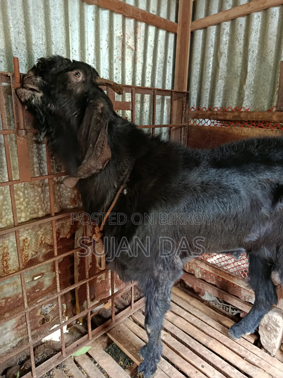 Totapuri Buck Sale