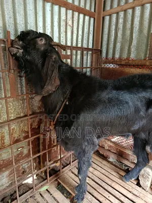 Totapuri Buck Sale
