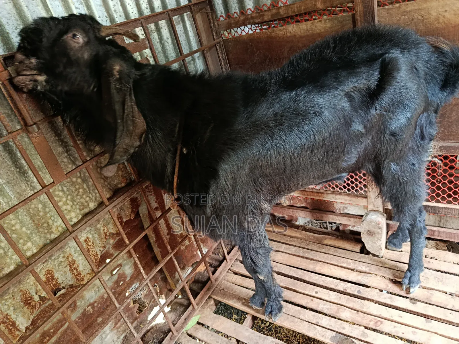Totapuri Buck Sale