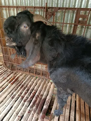 Totapuri Buck Sale