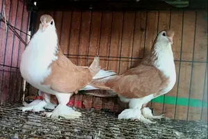 Siraji Pigeon