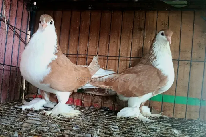 Siraji Pigeon