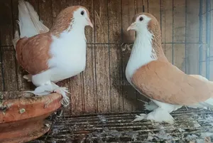 Siraji Pigeon