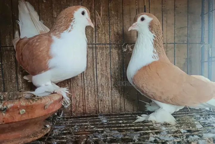 Siraji Pigeon