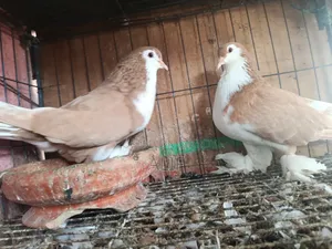 Siraji Pigeon