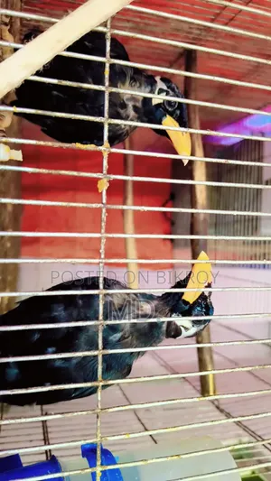 Hill Myna