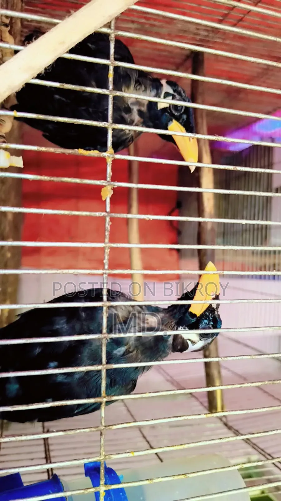 Hill Myna