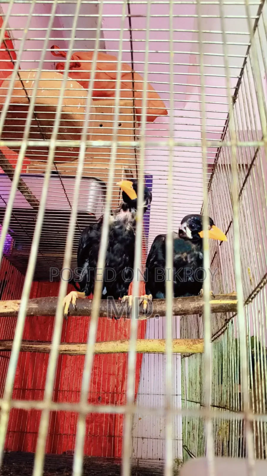Hill Myna