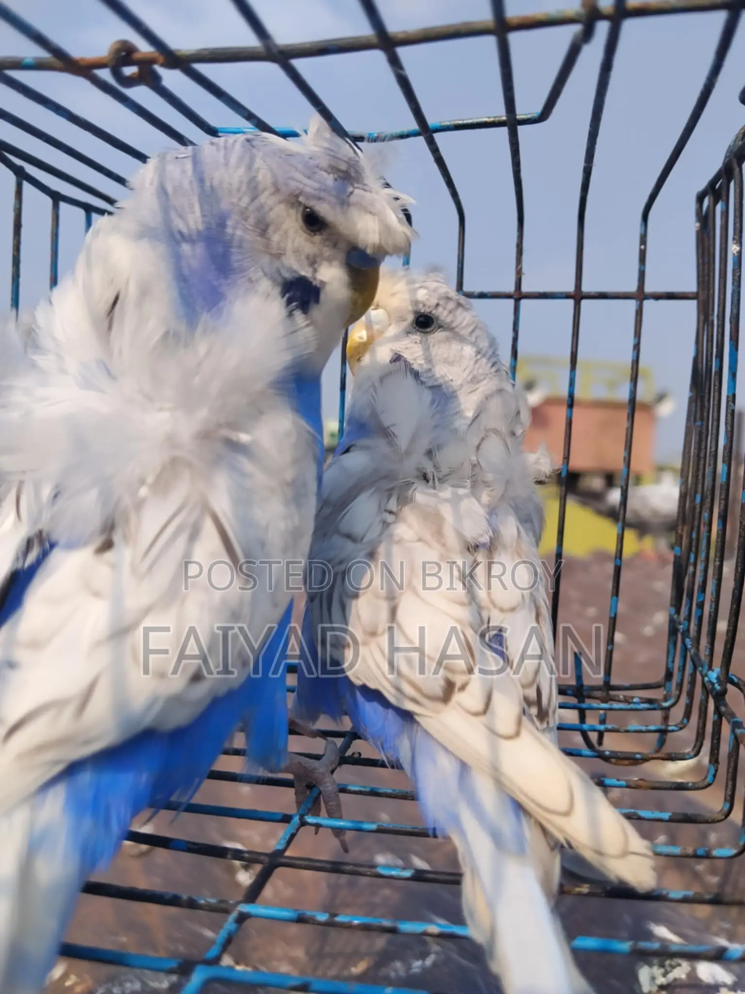 Japanese Budgie
