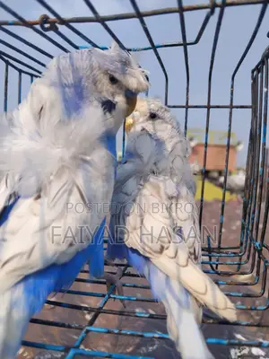 Japanese Budgie