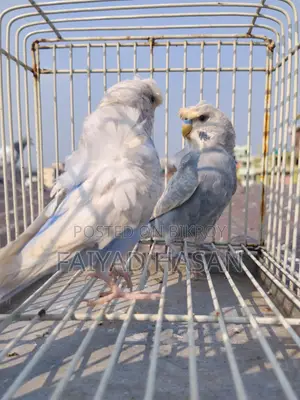 Japanese Budgie
