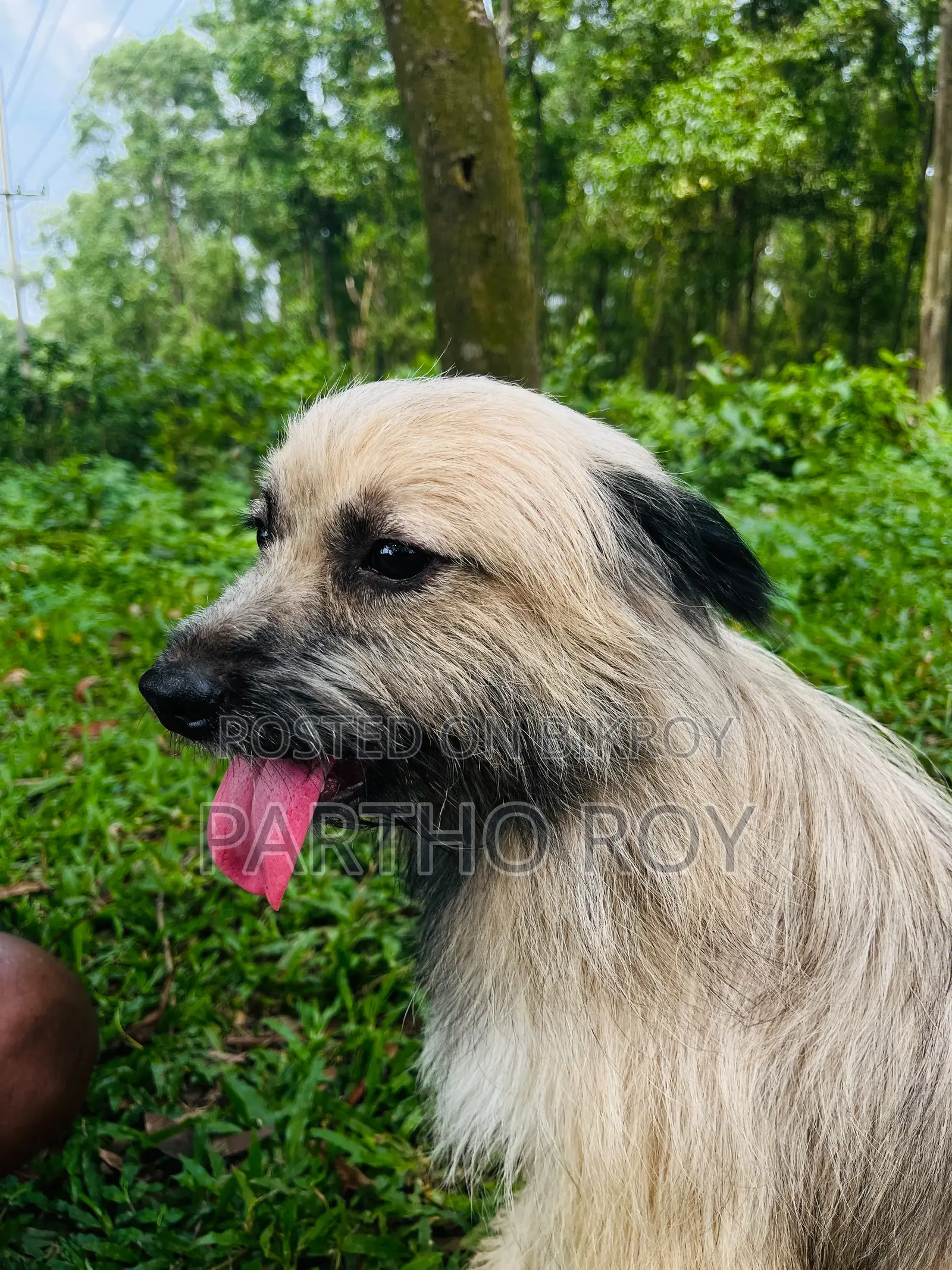 ১+ বছরের স্ত্রী বিশুদ্ধ জাতের Keeshond