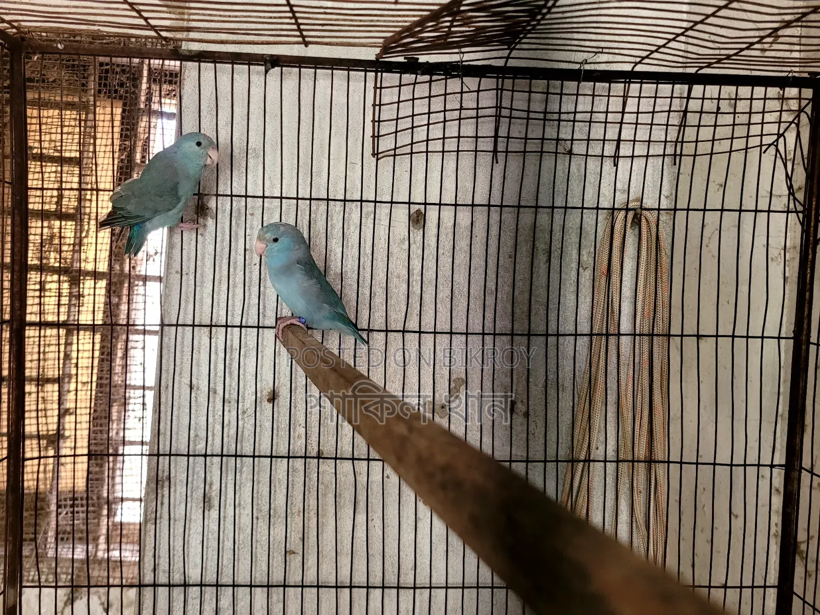 Forpus Adult Pair