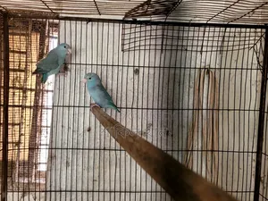 Forpus Adult Pair