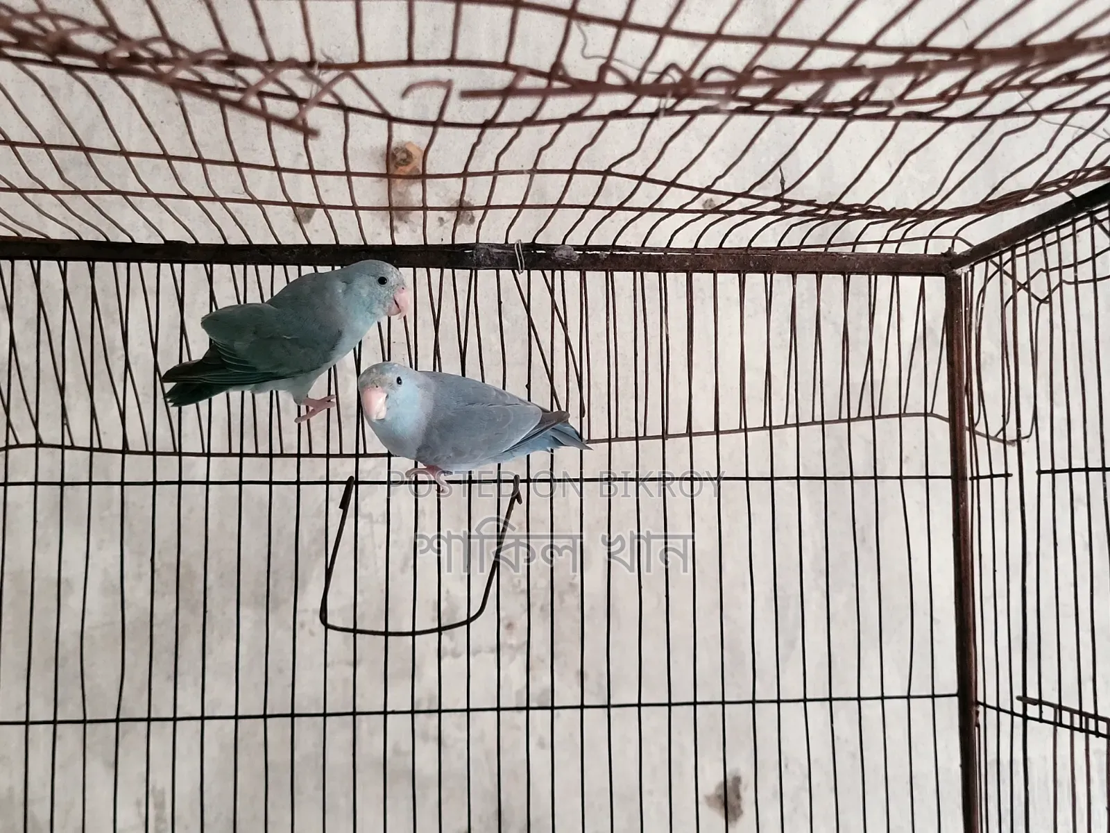 Forpus Adult Pair