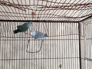 Forpus Adult Pair