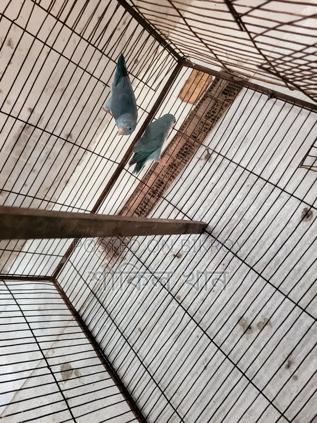 Forpus Adult Pair