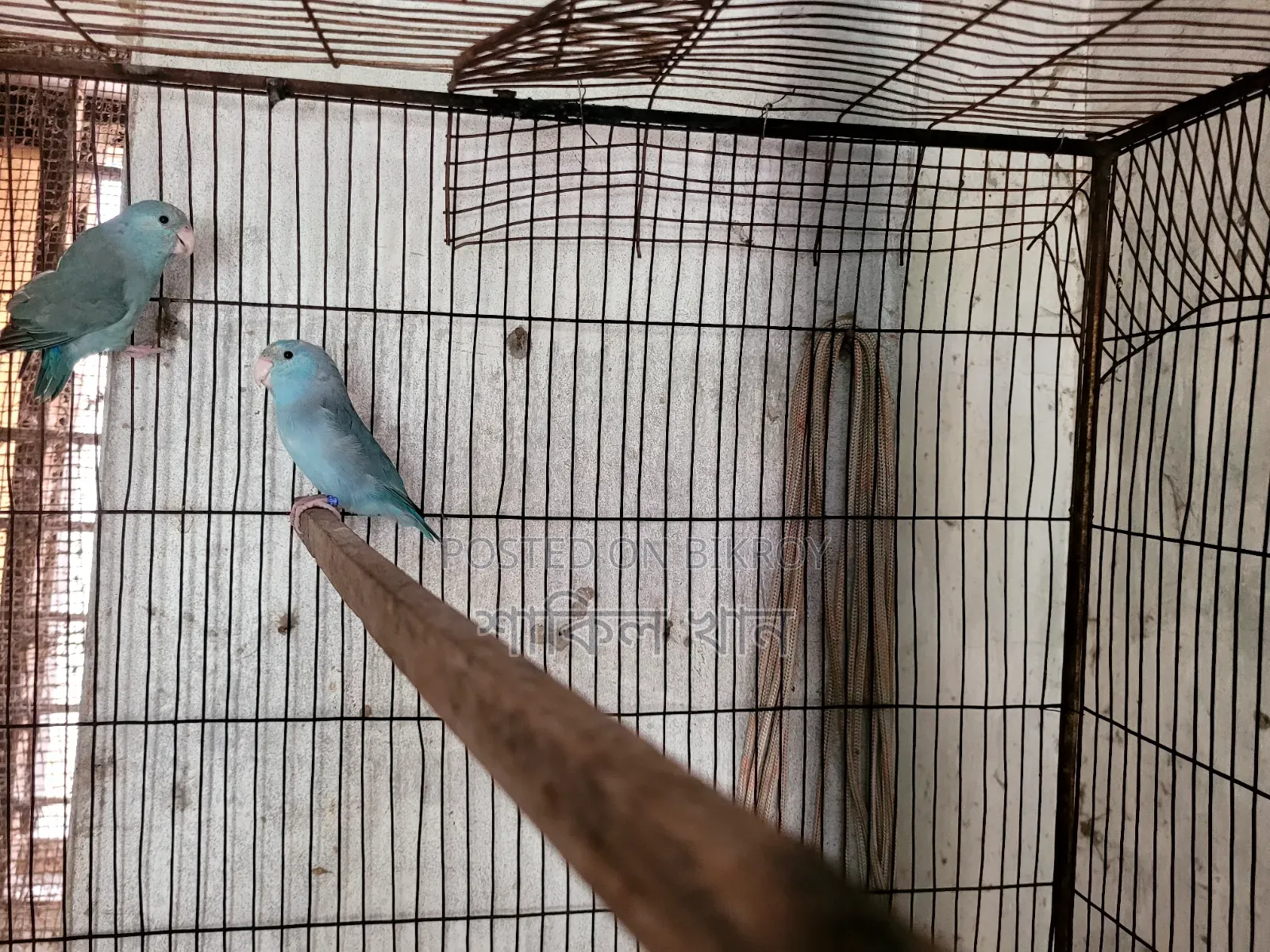 Forpus Adult Pair