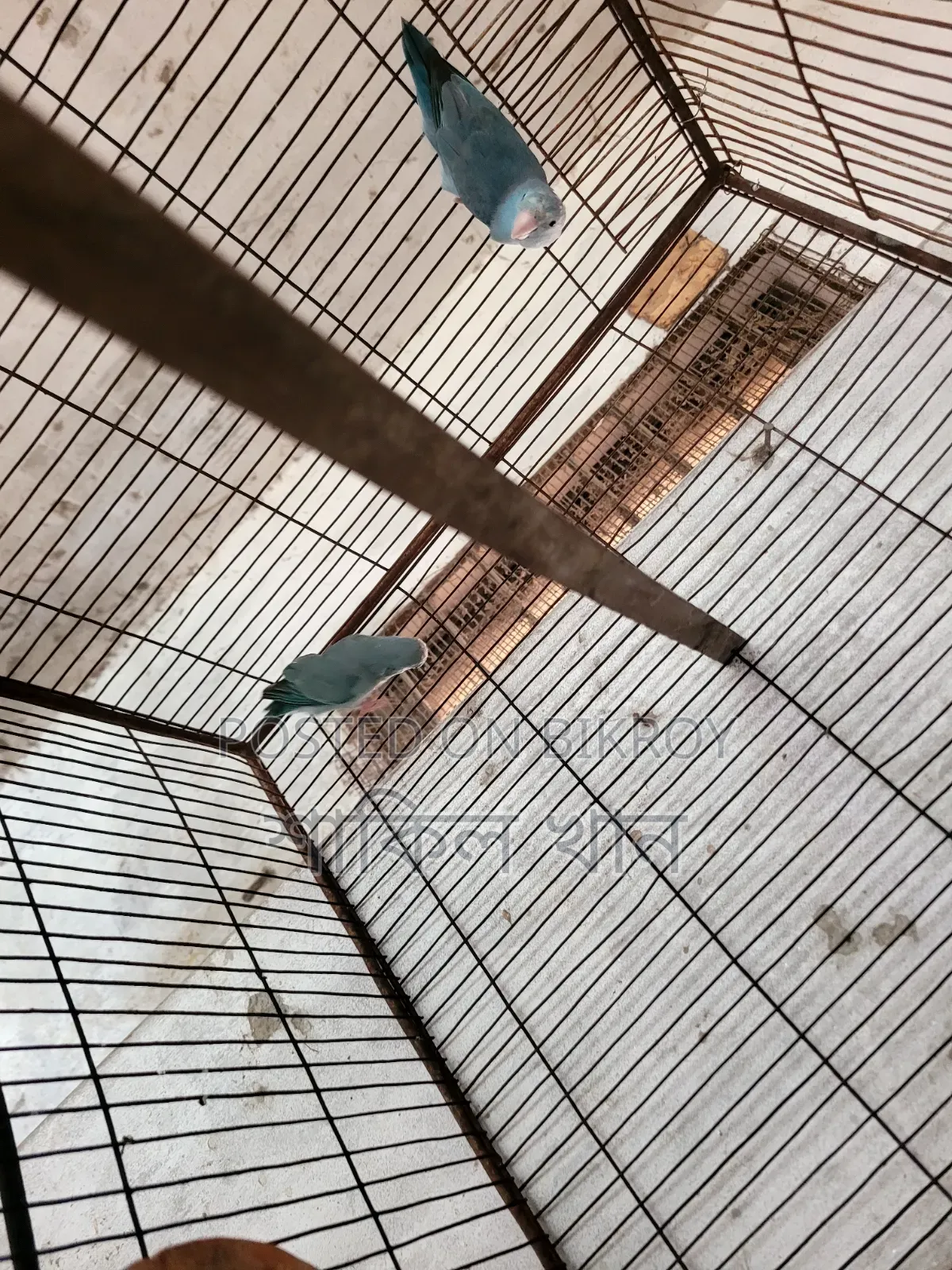 Forpus Adult Pair