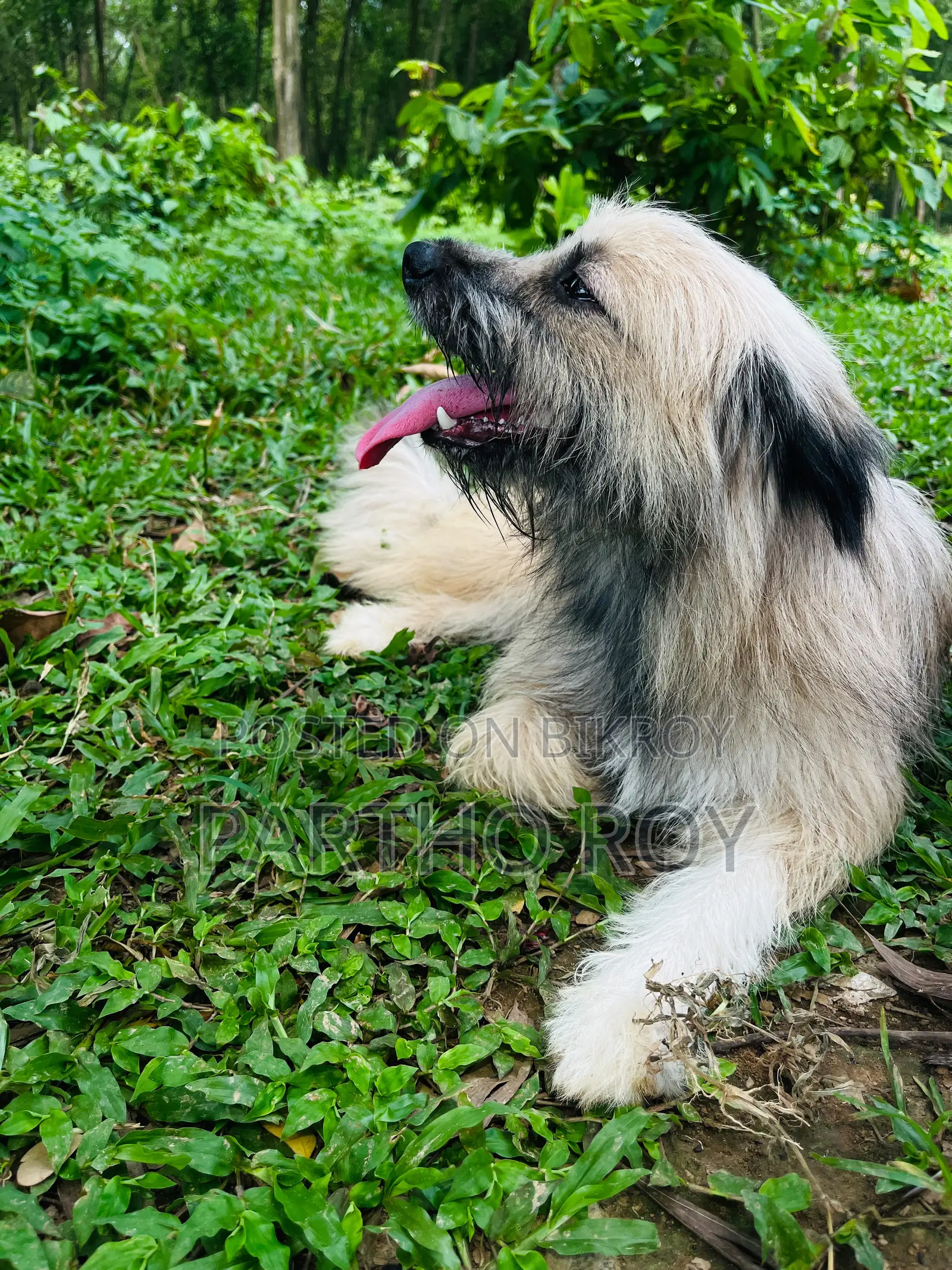 ১+ বছরের স্ত্রী বিশুদ্ধ জাতের Keeshond