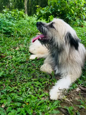১+ বছরের স্ত্রী বিশুদ্ধ জাতের Keeshond