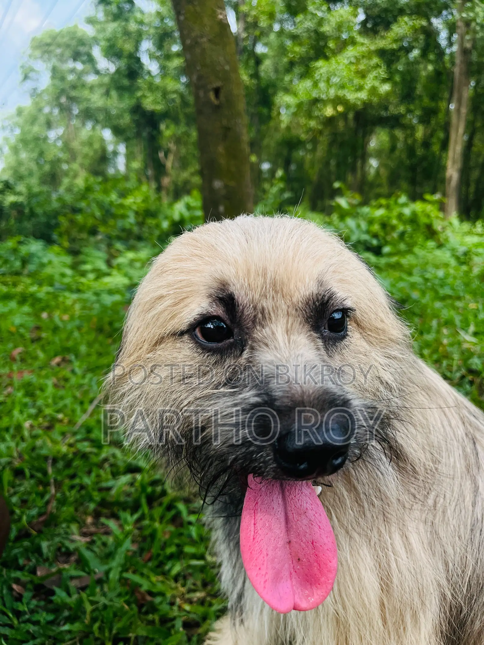 ১+ বছরের স্ত্রী বিশুদ্ধ জাতের Keeshond