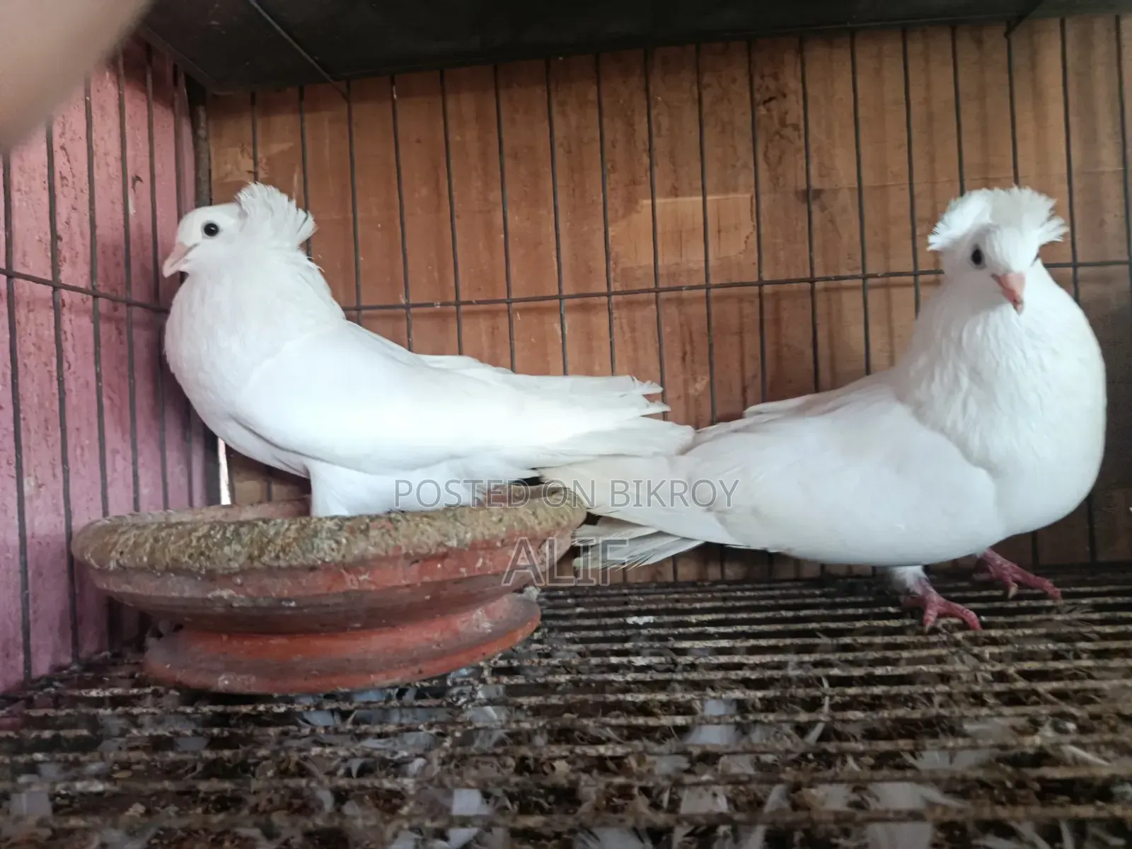 সাদা বোম্বাই হাই কোয়ালিটি