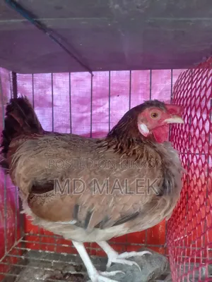 দেশী মুরগি