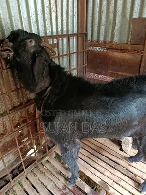 Totapuri Buck Sale